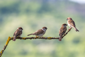 Eurasian tree sparrow (Passer Montanus) sitting sideways on a branch.
