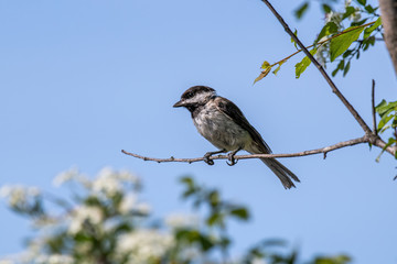 Close up of Sombre tit (Poecile lugubris) in nature