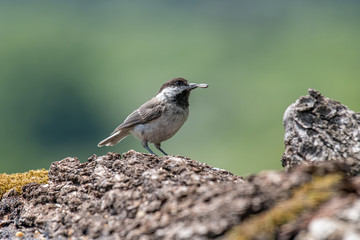 Obraz premium Close up of Sombre tit (Poecile lugubris) in nature