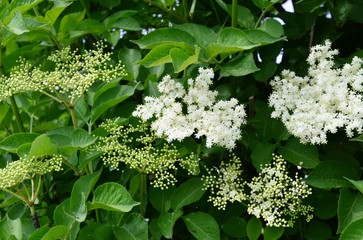 Holunderblüten