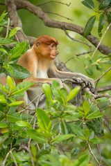 Proboscis monkey (Nasalis larvatus) or long-nosed monkey, known as the bekantan in Indonesia, is a reddish-brown arboreal Old World monkey with an unusually large nose. It is endemic to Borneo