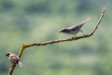 Barred warbler (Sylvia nisoria) on tree branch