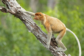 Proboscis monkey (Nasalis larvatus) or long-nosed monkey, known as the bekantan in Indonesia, is a reddish-brown arboreal Old World monkey with an unusually large nose. It is endemic to Borneo