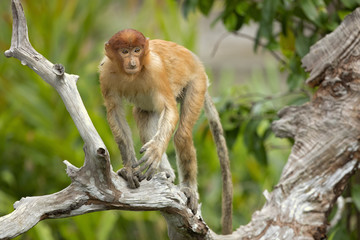 Proboscis monkey (Nasalis larvatus) or long-nosed monkey, known as the bekantan in Indonesia, is a reddish-brown arboreal Old World monkey with an unusually large nose. It is endemic to Borneo