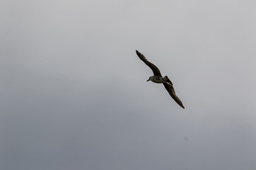 Une mouette