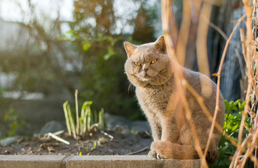  Gray Scottish cat with big cheeks in the garden at sunset