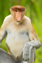 Naklejka premium Proboscis monkey (Nasalis larvatus) or long-nosed monkey, known as the bekantan in Indonesia, is a reddish-brown arboreal Old World monkey with an unusually large nose. It is endemic to Borneo