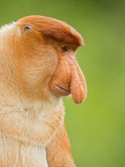 Proboscis monkey (Nasalis larvatus) or long-nosed monkey, known as the bekantan in Indonesia, is a reddish-brown arboreal Old World monkey with an unusually large nose. It is endemic to Borneo - obrazy, fototapety, plakaty