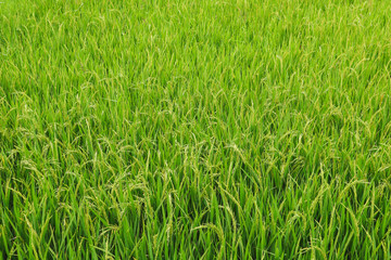 Part of the rice field in Vietnam.