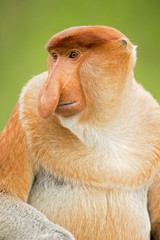 Naklejka premium Proboscis monkey (Nasalis larvatus) or long-nosed monkey, known as the bekantan in Indonesia, is a reddish-brown arboreal Old World monkey with an unusually large nose. It is endemic to Borneo