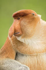 Fototapeta premium Proboscis monkey (Nasalis larvatus) or long-nosed monkey, known as the bekantan in Indonesia, is a reddish-brown arboreal Old World monkey with an unusually large nose. It is endemic to Borneo