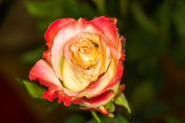 Beautiful yellow-red Rose flower. Nature. close up, selective focus