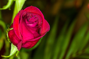 Beautiful Red Rose flower. Nature. close up, selective focus