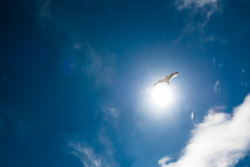 seagulls in blue sky