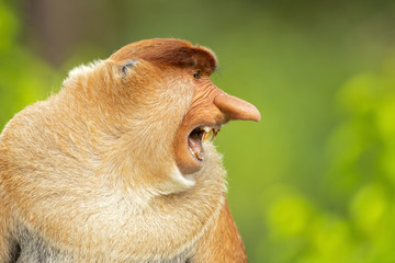 Proboscis monkey (Nasalis larvatus) or long-nosed monkey, known as the bekantan in Indonesia, is a reddish-brown arboreal Old World monkey with an unusually large nose. It is endemic to Borneo © Milan