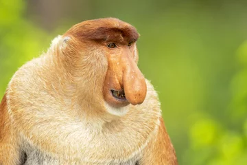 Fotobehang Aap Proboscis monkey (Nasalis larvatus) or long-nosed monkey, known as the bekantan in Indonesia, is a reddish-brown arboreal Old World monkey with an unusually large nose. It is endemic to Borneo  © Milan