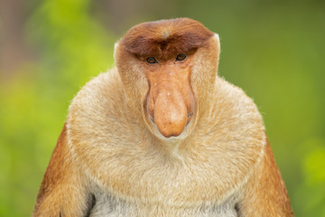 Naklejka premium Proboscis monkey (Nasalis larvatus) or long-nosed monkey, known as the bekantan in Indonesia, is a reddish-brown arboreal Old World monkey with an unusually large nose. It is endemic to Borneo