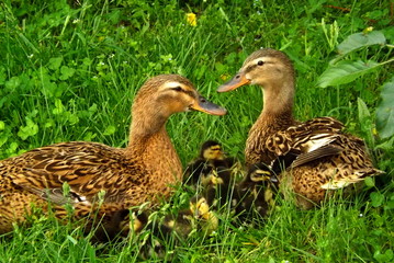 duck on grass