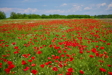 Fototapeta na wymiar Rural scenery with a poppy field