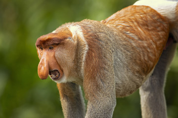 Proboscis monkey (Nasalis larvatus) or long-nosed monkey, known as the bekantan in Indonesia, is a reddish-brown arboreal Old World monkey with an unusually large nose. It is endemic to Borneo