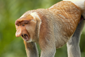 Naklejka premium Proboscis monkey (Nasalis larvatus) or long-nosed monkey, known as the bekantan in Indonesia, is a reddish-brown arboreal Old World monkey with an unusually large nose. It is endemic to Borneo