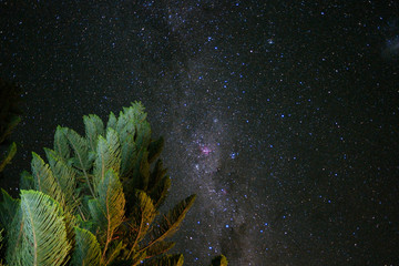 Sternenhimmel Milchstraße Baum