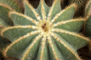 Obraz premium Detail of big echinocactus grusonii