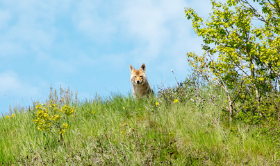 picture of a mother coyote on the lookout, while I'm taking pictures of her pups, Calgary, Alberta, Canada.