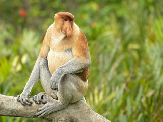 Proboscis monkey (Nasalis larvatus) or long-nosed monkey, known as the bekantan in Indonesia, is a reddish-brown arboreal Old World monkey with an unusually large nose. It is endemic to Borneo