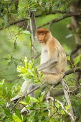Naklejka premium Proboscis monkey (Nasalis larvatus) or long-nosed monkey, known as the bekantan in Indonesia, is a reddish-brown arboreal Old World monkey with an unusually large nose. It is endemic to Borneo