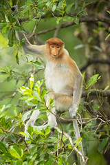 Proboscis monkey (Nasalis larvatus) or long-nosed monkey, known as the bekantan in Indonesia, is a reddish-brown arboreal Old World monkey with an unusually large nose. It is endemic to Borneo