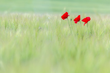 Naklejka premium poppy