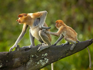 Proboscis monkey (Nasalis larvatus) or long-nosed monkey, known as the bekantan in Indonesia, is a...