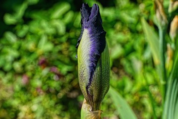 large green blue bud of a closed iris flower in a stalk in the garden