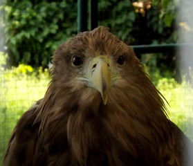 portrait of an eagle