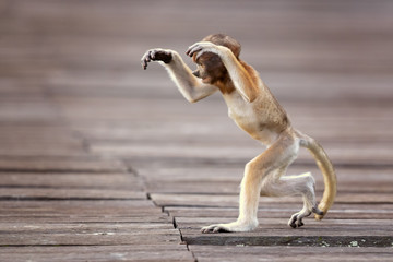 Proboscis monkey (Nasalis larvatus) or long-nosed monkey, known as the bekantan in Indonesia, is a reddish-brown arboreal Old World monkey with an unusually large nose. It is endemic to Borneo