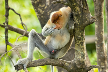 Proboscis monkey (Nasalis larvatus) or long-nosed monkey, known as the bekantan in Indonesia, is a reddish-brown arboreal Old World monkey with an unusually large nose. It is endemic to Borneo