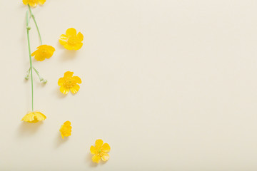 yellow buttercups on yellow paper background