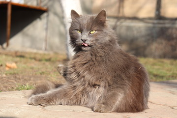 beautiful homeless gray cat