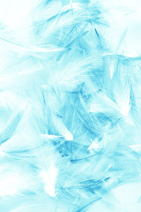 Obraz premium Beautiful abstract colorful white and blue light feathers wall pattern textures background and wallpaper art