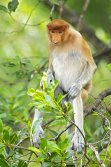 Proboscis monkey (Nasalis larvatus) or long-nosed monkey, known as the bekantan in Indonesia, is a reddish-brown arboreal Old World monkey with an unusually large nose. It is endemic to Borneo