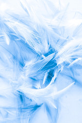 Beautiful abstract colorful white and blue light feathers wall pattern textures background and wallpaper art