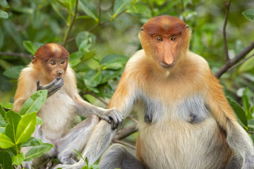 Proboscis monkey (Nasalis larvatus) or long-nosed monkey, known as the bekantan in Indonesia, is a reddish-brown arboreal Old World monkey with an unusually large nose. It is endemic to Borneo