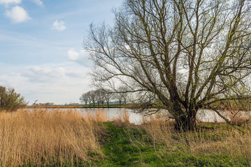 Large willow shrub at the bank of a lake