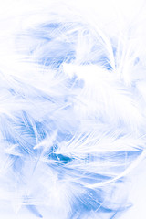 Beautiful abstract colorful white and blue light feathers wall pattern textures background and wallpaper art