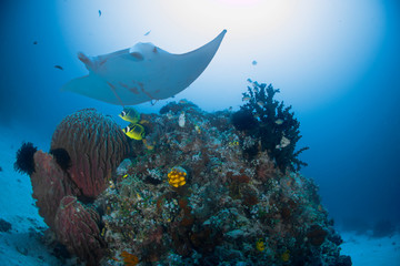 A beautiful manta ray swimming with corals in blue water 
