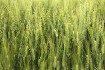 Campo di grano verde in primavera