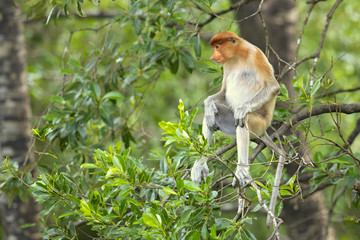 Naklejka premium Proboscis monkey (Nasalis larvatus) or long-nosed monkey, known as the bekantan in Indonesia, is a reddish-brown arboreal Old World monkey with an unusually large nose. It is endemic to Borneo