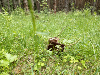 Lost wallet with money in the forest in the close-up