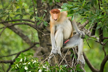 Proboscis monkey (Nasalis larvatus) or long-nosed monkey, known as the bekantan in Indonesia, is a reddish-brown arboreal Old World monkey with an unusually large nose. It is endemic to Borneo